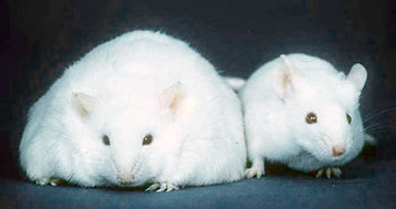 Ratones-obesos